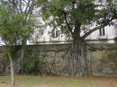 Exemplo de intemperismo biológico