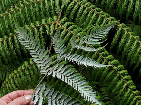 Cyathea dealbata, símbolo nacional da Nova Zelândia.