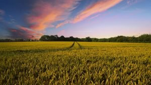 Embora sejam conceitos próximos, agrário e agrícola se diferenciam conforme aos processos em que dizem respeito.